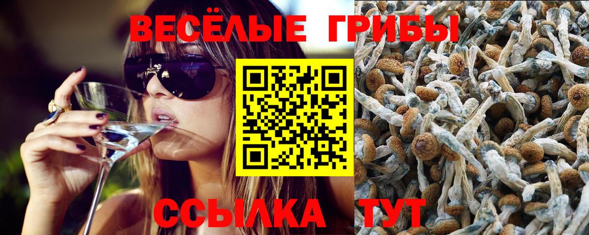 Псилоцибиновые грибы Cubensis Сергиев Посад